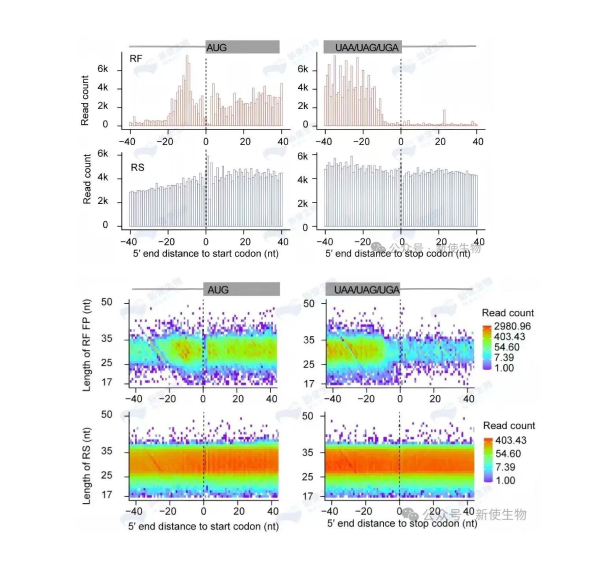 起始位点信号与三核苷酸周期性高度清晰