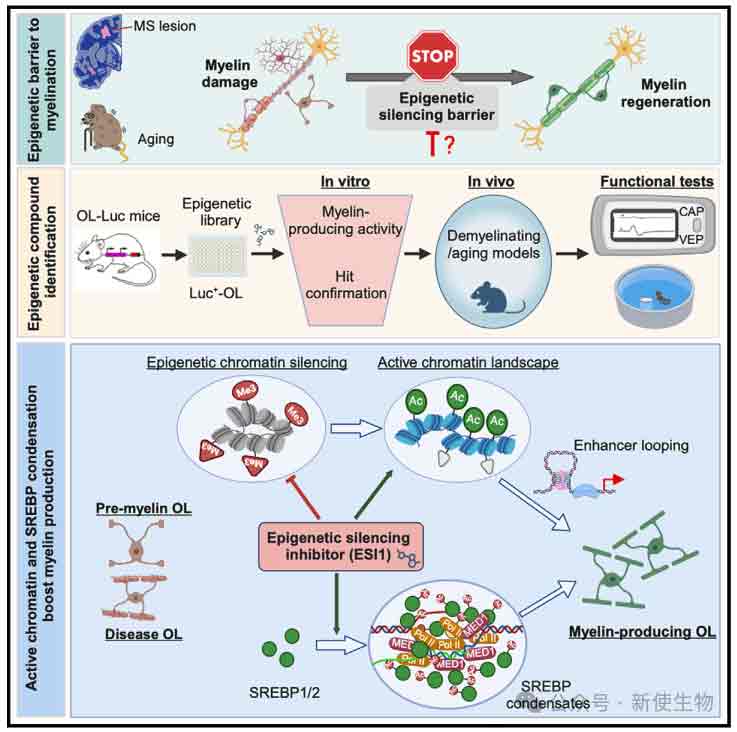 ribo seq