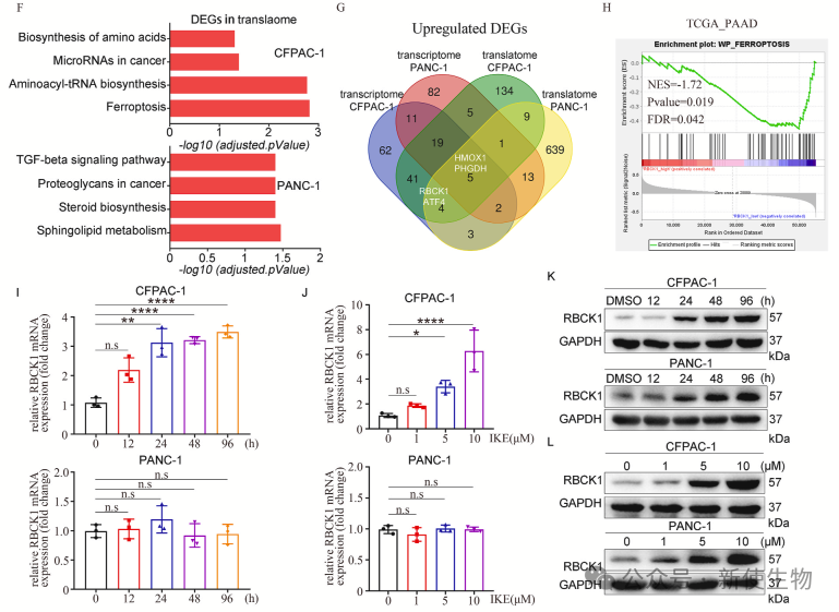 ribo seq