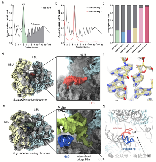 polysome profiling
